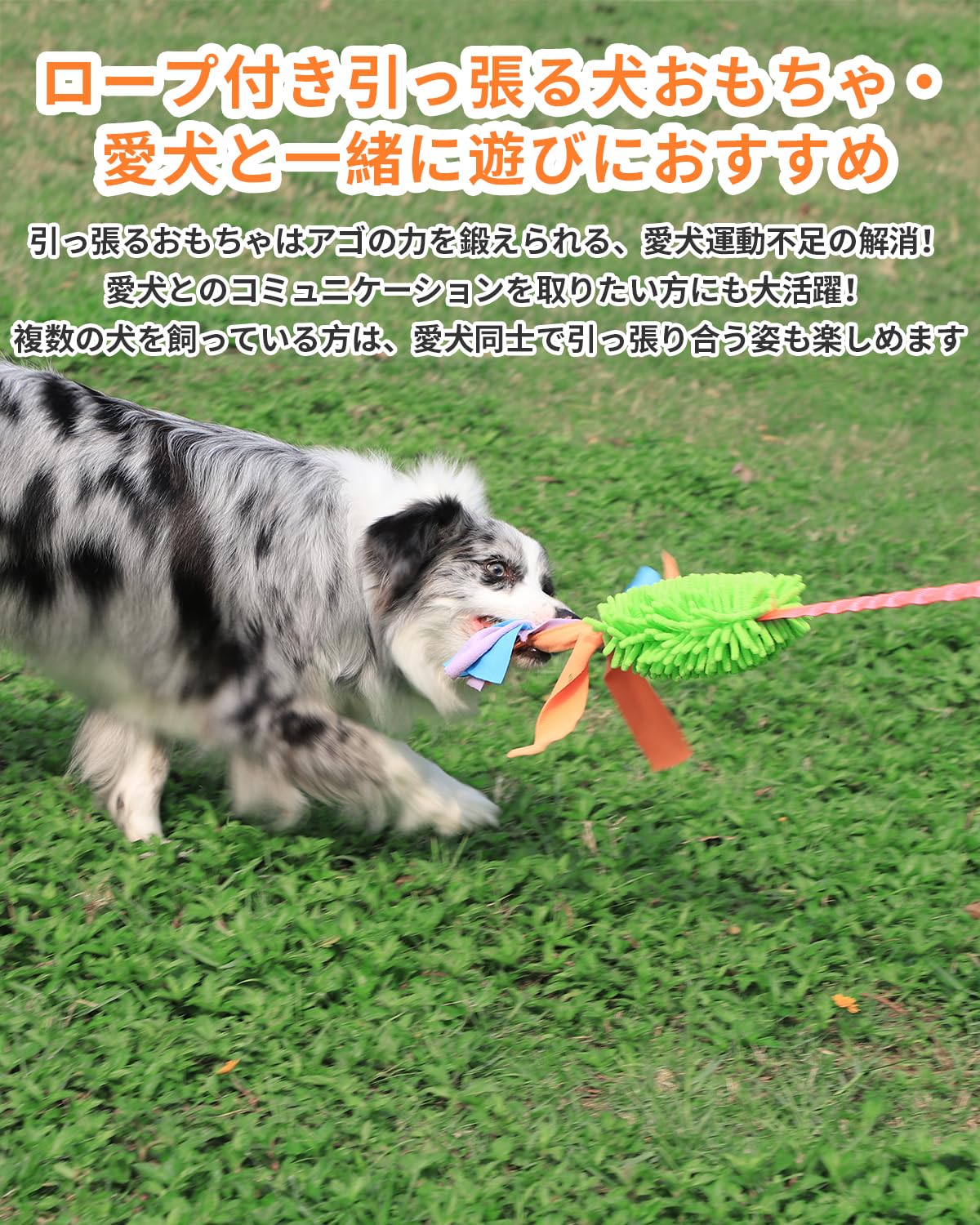 SCHITEC Dog Tug Toy, [2 Pack] Interactive Play Training Bungee Rope, Squeaky Tug of War Exercise Pull Toys for Puppy Small Medium Large Dogs